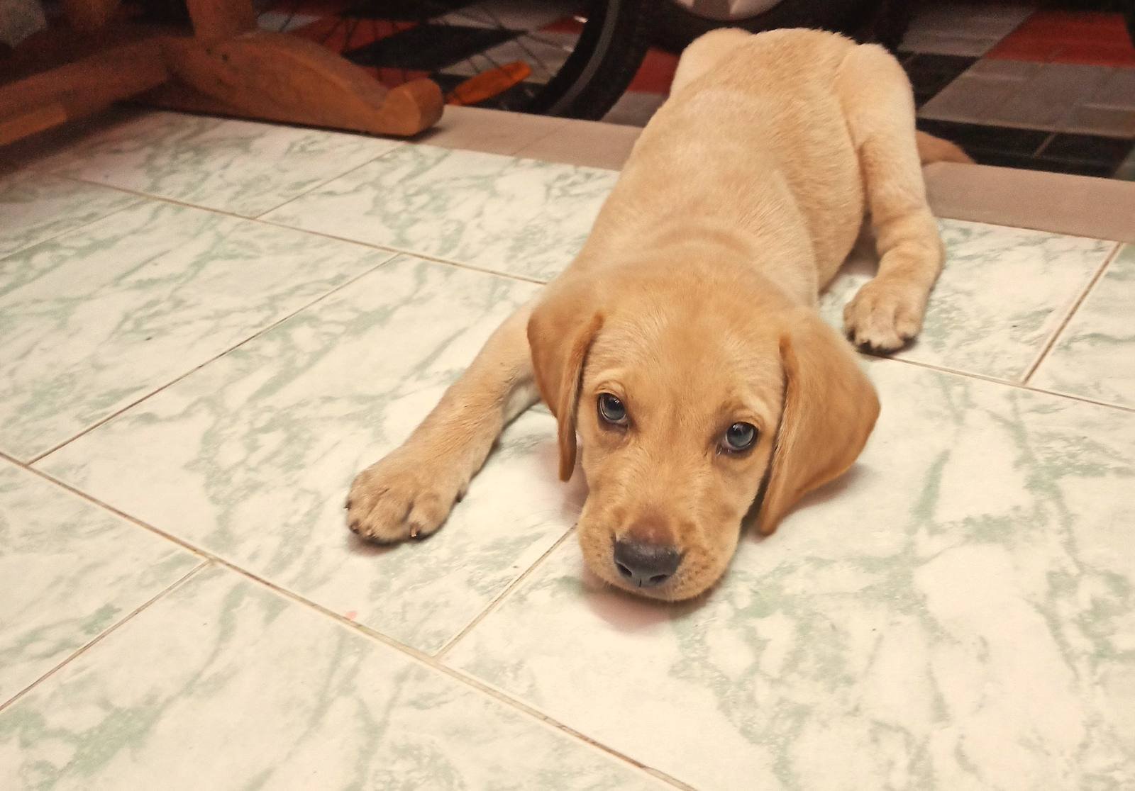 Cachorro de labrador en el suelo Cachorro de labrador de color arena tumbado en el suelo con las patas estiradas hacia delante