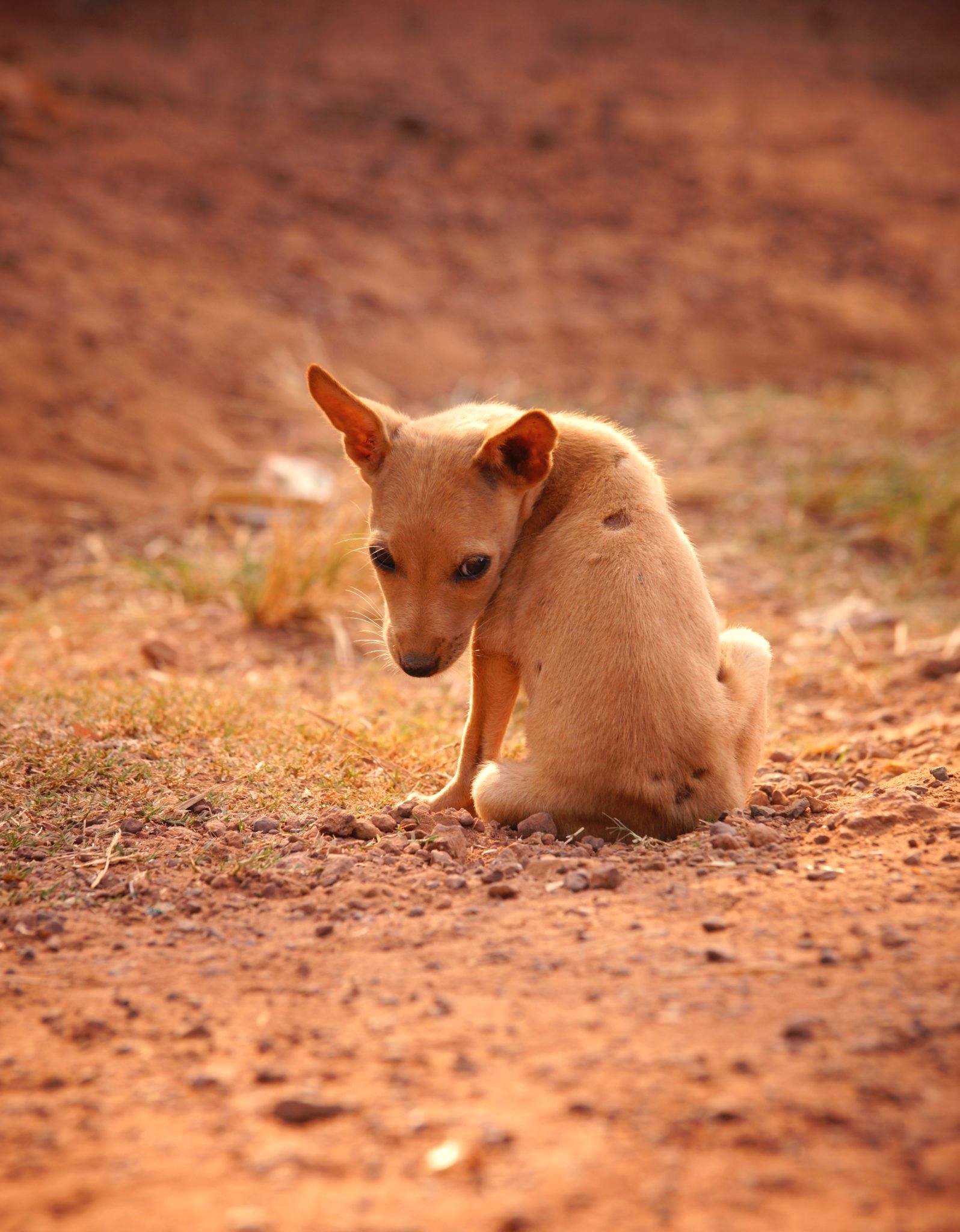 Cachorro pequeño de pelo marrón sentado sobre tierra rojiza, girado hacia un lado