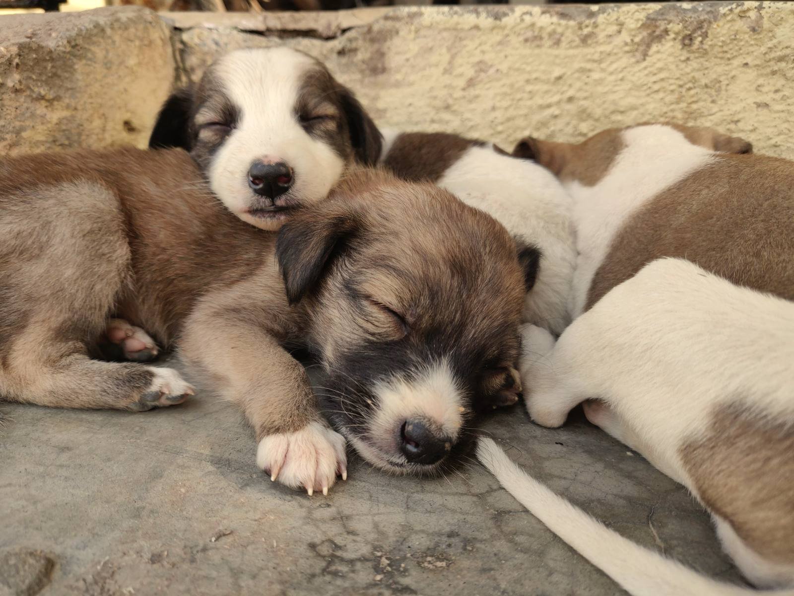 Varios cachorros durmiendo amontonados unos sobre otros, muy juntos