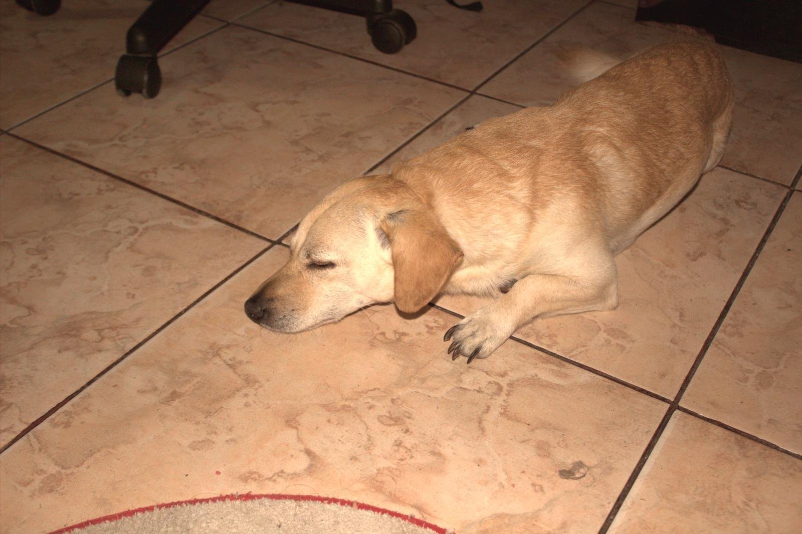 Perro dormido, en calma, en casa Perro de pelaje claro dormido tranquilamente en el suelo de una casa