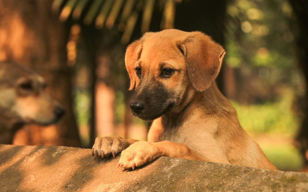 Curso Cachorro