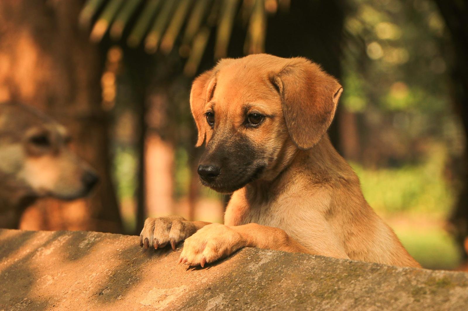 Cachorro asomado, mirando con calma Cachorro marrón apoyado con las patas delanteras en un murete de piedra, mirando tranquilo
