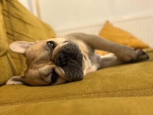 Bulldog francés estirado de lado sobre un sofá mostaza, sin nada que hacer