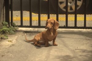 Perro salchicha marrón sentado con calma delante de una verja metálica