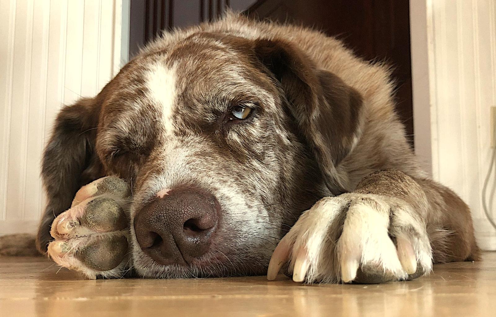 Perro adormilado junto a la ventana Perro marrón y blanco con la cabeza apoyada en las patas sobre un suelo de madera, medio dormido