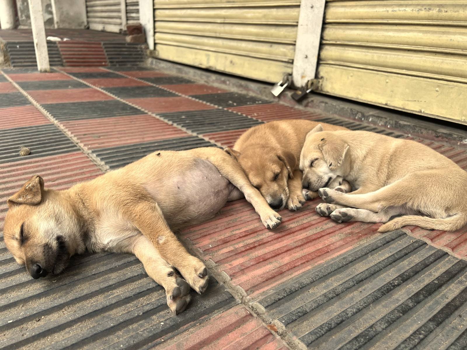Dos perros jóvenes durmiendo estirados uno junto al otro en el suelo de un porche