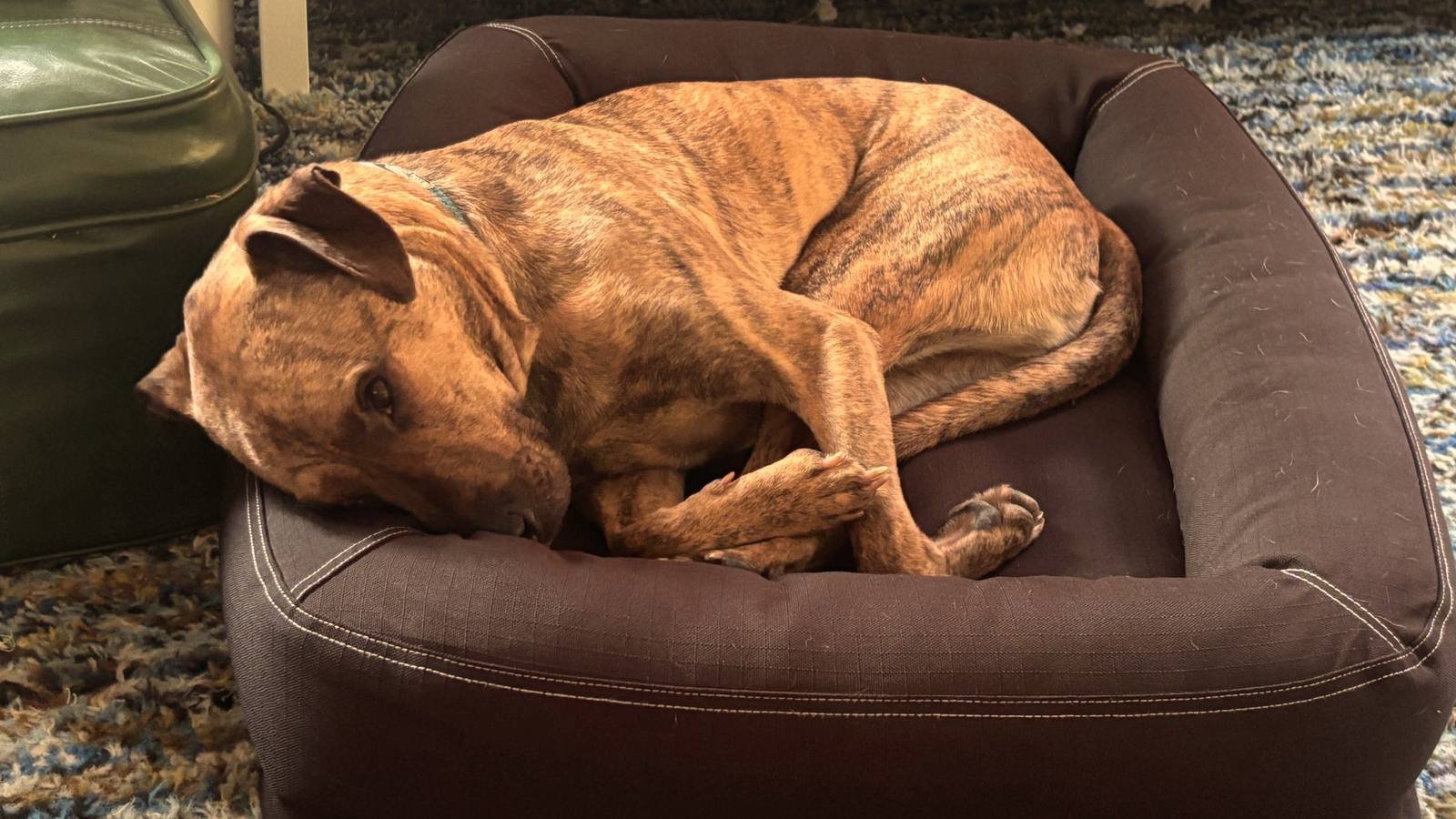 Perro acurrucado en su cama Perro atigrado acurrucado sobre su cama acolchada, con la cabeza apoyada y los ojos entreabiertos
