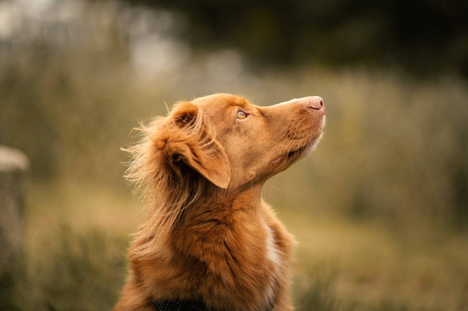 Perro de pelo dorado y largo retratado de perfil, mirando hacia arriba con luz cálida de tarde