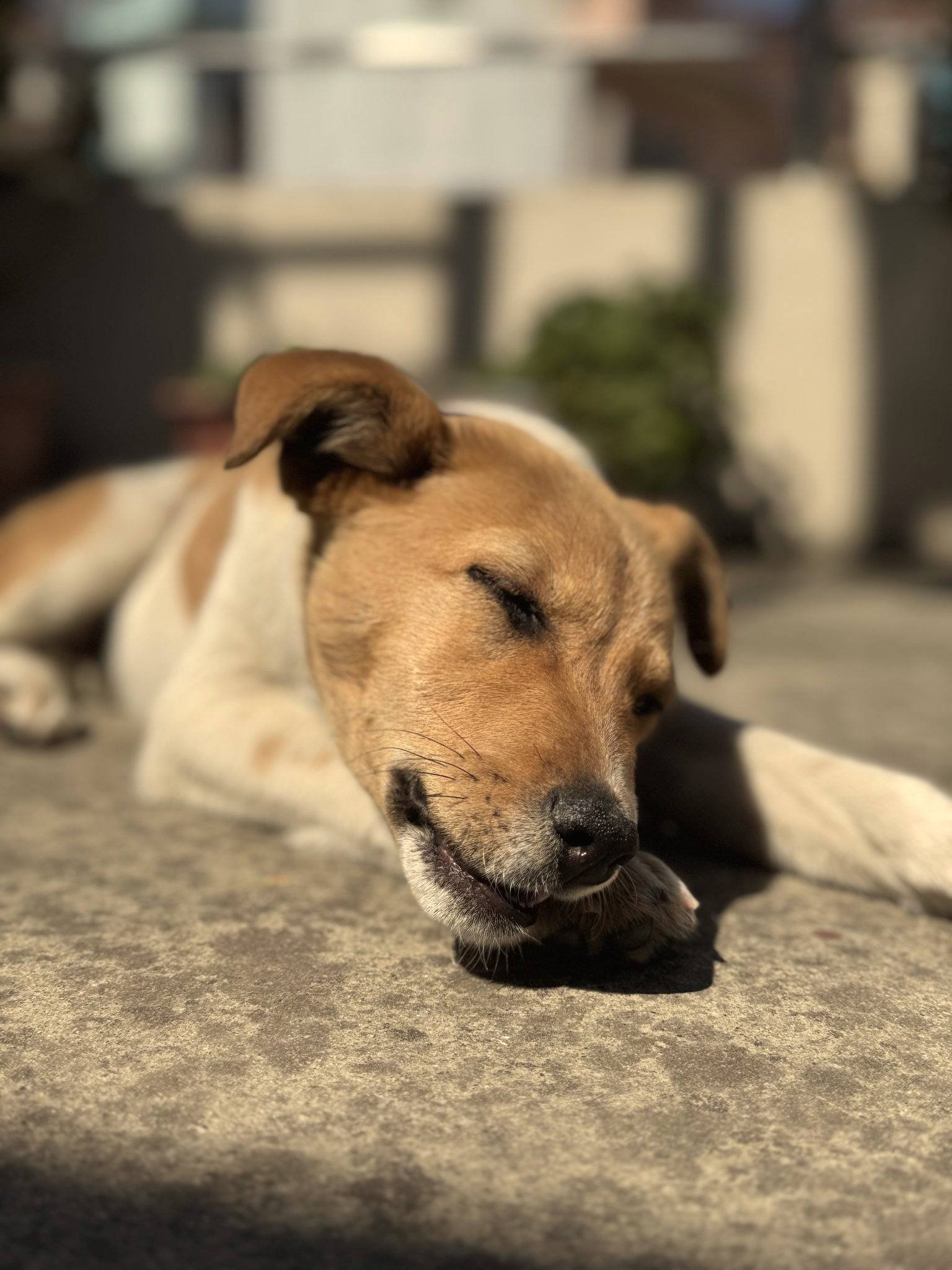 Perro dormido con la cabeza apoyada sobre las patas delanteras, en calma