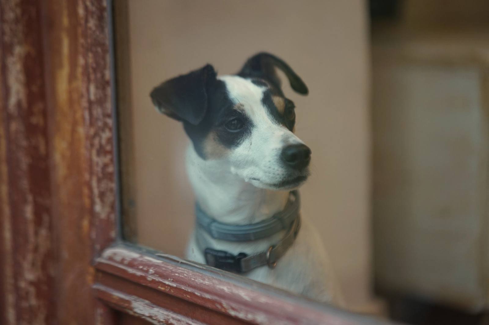 Perro pequeño blanco y negro asomado a una ventana de marco de madera, con la mirada puesta en la calle