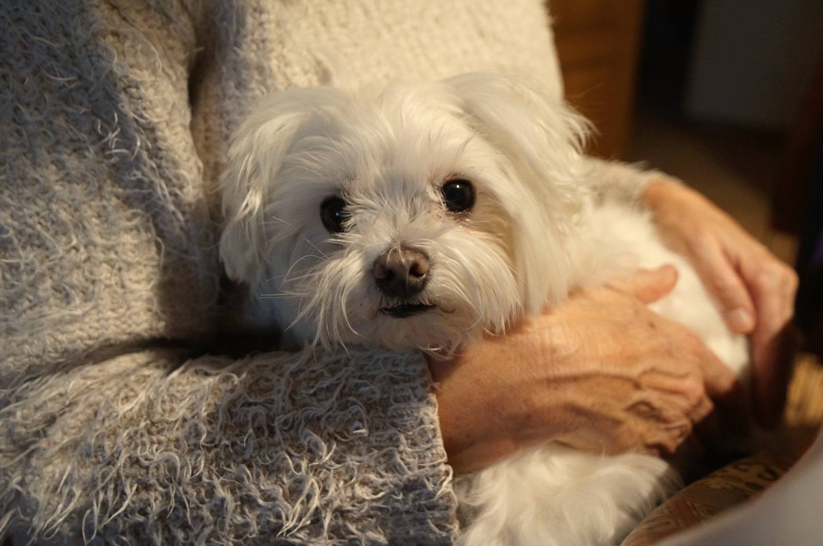 Perro pequeño de pelo blanco y rizado sostenido en brazos por alguien con un jersey de lana
