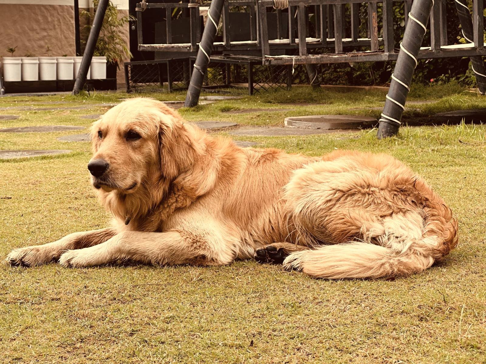 Perro tumbado en el jardín Golden retriever tumbado sobre la hierba de un jardín, relajado después de moverse